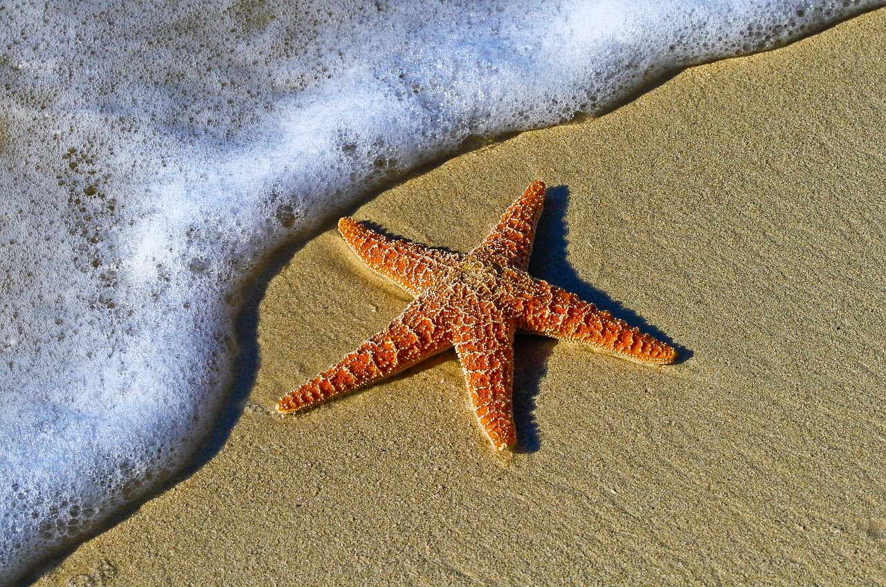 treasures starfish